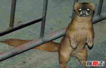 �����Ǳ����˵Ŀ�ѧ���� �����Ǹ�����ѧ����