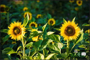 ���տ��Ļ����Ԣ�� ���Ļ���ȴ�밮�����