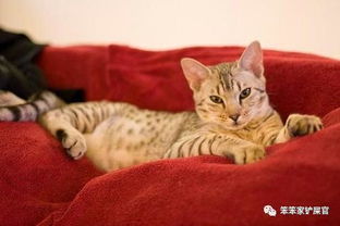虎猫多少钱一只 实际上玩具虎猫数量不多