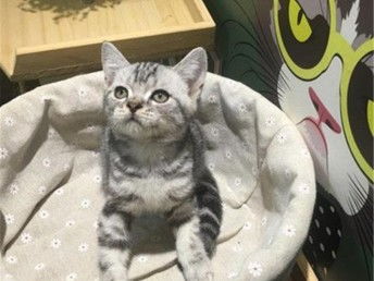 虎猫多少钱一只 实际上玩具虎猫数量不多
