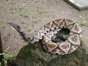 �����ߺ��岽��˭���� ������ҧ�������ʷǳ���