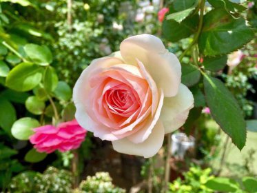 美国的国花是什么花 1985年玫瑰花被参议院选定为国花