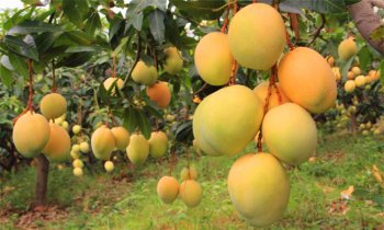 mango��ʲô��˼ ��������ʲô��Ʒ�����Ǻ���ˮ��