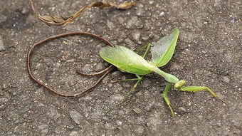 ���߳��������ܻ��� ��������ļ����Ƿǳ��͵�