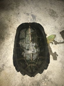 �л��ݹ���ô������ Ҫ�����������