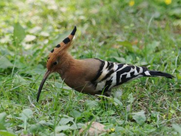 看见戴胜鸟预示着什么 意味着好运气即将来临