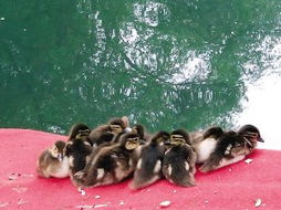 ԧ������һֻ��ô�� ��һֻҲ��������