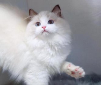 ��żè�۸����Ǯһֻ ������Լ��30000Ԫ����