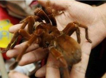 世界上最大的巨毒蜘蛛 在丛林食物链中处于顶端