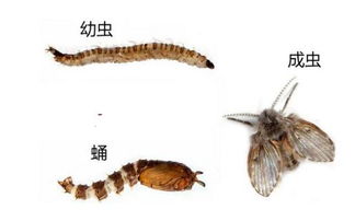 ����׳�����к���  ����Я�������������к���