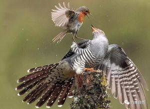 �ž��������ʧ���� ����ʧ��