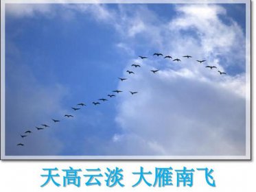 你说大雁南飞后和我一起走是什么歌 还没有爱够