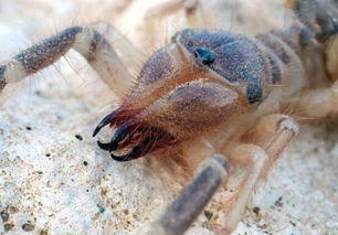 食人巨蛛巨骆驼蜘蛛 就算咬一口也不会导致中毒
