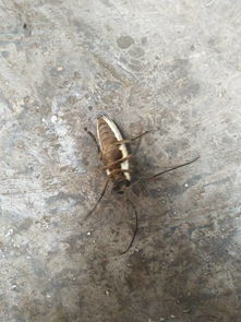 ��ţ��ʲô ���ʳ�ĿҶ����ţ�����ܳ�