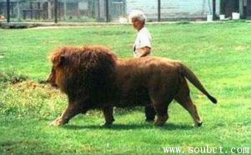 纯种巴巴里狮有多大 世界上最大的狮子