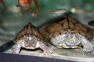 �굶���ܳ���� һ����˵���ᳬ��20����