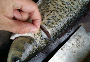 �ϻ����ж�����ô���� �о綾��������ѪҺ������