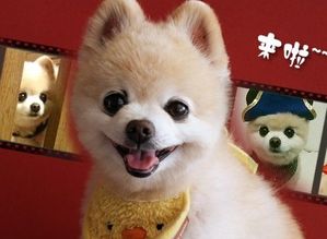 俊介犬能长多大 成年一般体重在3—4公斤
