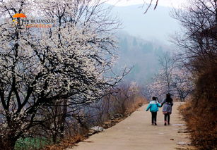 吹面不寒杨柳风的上一句是什么 沾衣欲湿杏花雨