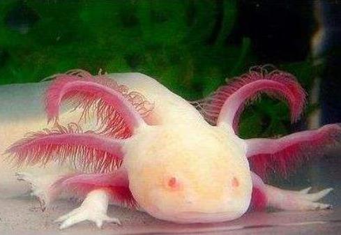 ���������ʲôʳ�� ����������ô�ֹ�ĸ