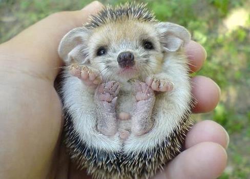 ���ϼ񵽴���Ǻ����� �Ǽ����� ��ʲôԤ��