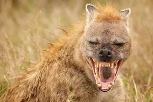 非洲鬣狗怎么读 鬣狗是什么动物