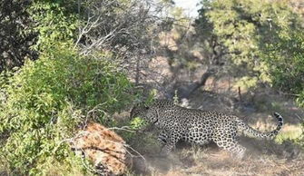 非洲鬣狗怎么读 鬣狗是什么动物