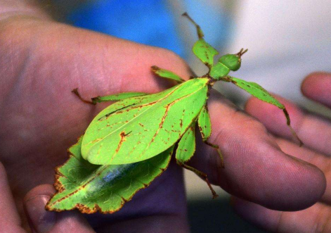 Ҷ�ӳ浽������滹�Ǻ��� Ҷ�ӳ��ܷ���