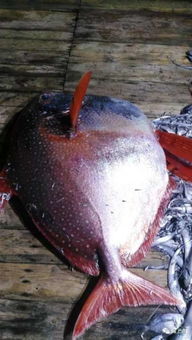 �����㳤ʲô���� ��������ʲô��