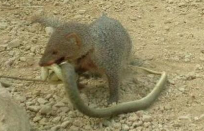 蛇玝为什么能免疫蛇毒 是由它的基因决定的