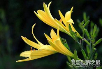 ���ǲ��ǻƻ����� ����ָ��ͬһ��ֲ��