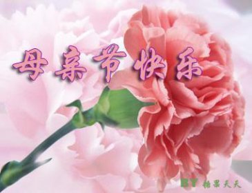 母亲节是5月的第几个星期日 母亲节为什么要送康乃馨呢
