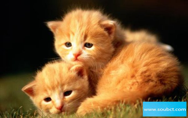 猫有杀主人的意识 猫想杀死主人的5大征兆