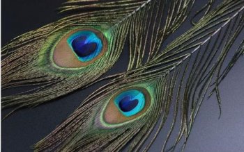 羽毛的寓意和象征 羽毛飘起象征新的人生故事的开启