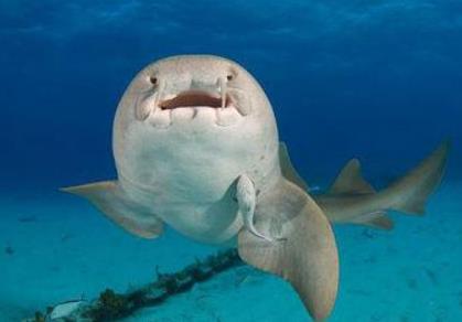 护士鲨为什么叫护士鲨 由它的英文名发音而来