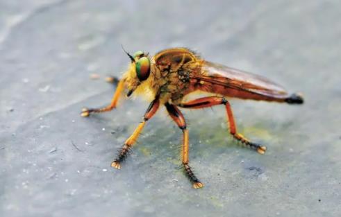 马蝇在中国有吗 为什么会吸血这么恶心