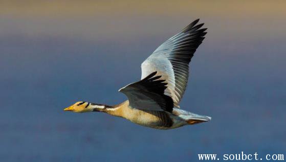 ��ͷ������ܷɶ�� �����Ϸɵ���ߵ���