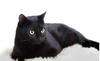 ��ҹè����ʲôԤ�� ����è�еڶ��������