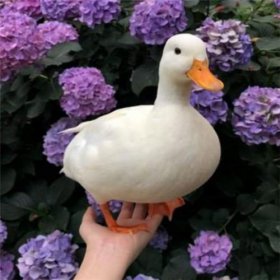 �¶�Ѽ����Ǯһֻ ��Ʒ��Ѽ��һֻ����ֹ10000Ԫ