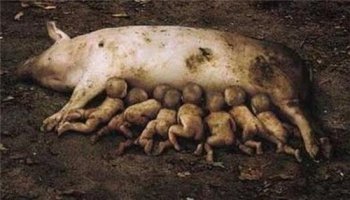 云南山村母猪生小孩 云南母猪产下8名男婴是真的吗