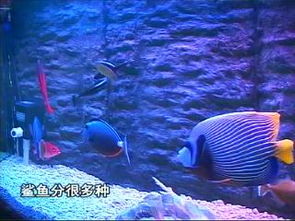 黑鳍鲨好养吗 好养一般每个月要换两次水