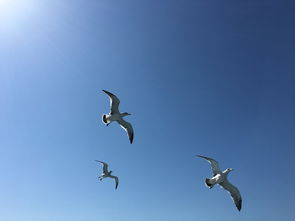��һ���Ǻ�Ÿ��ʲô�� ��Ÿ�����