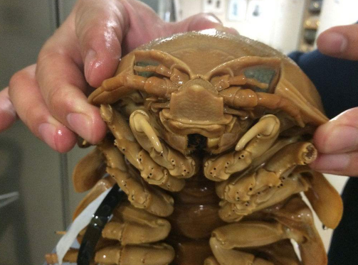 其实尸蟞在小说中的定义为食腐动物,主要的活动范围就是在墓穴中,或者