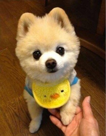 ��������Ȯ����Ǯһֻ һ����ɫҲ��500��600Ԫ