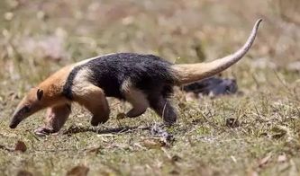 ������ζ���ж�� ��Լ800�׵ķ�Χ�ڶ������ŵ�