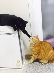 ��ţèΪʲô���� ȡ����������ʽ