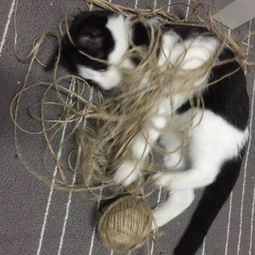 ��ţèΪʲô���� ȡ����������ʽ