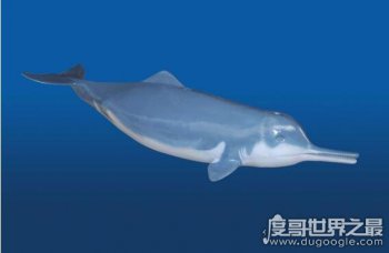 长江白鳍豚灭绝了吗 2017年4月18日拍到疑疑白鳍豚的照片