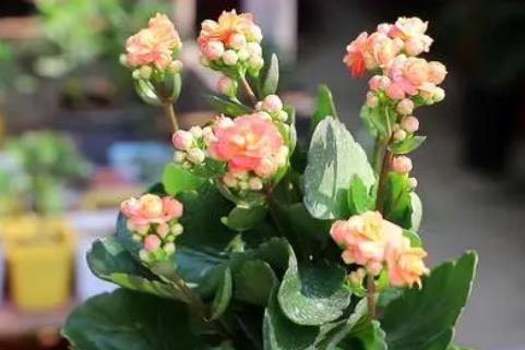 长寿花为什么致癌 这种说法缺乏任何合理的依据