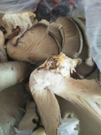 Ģ������ë�˻��ܳ��� Ϊʲô�����